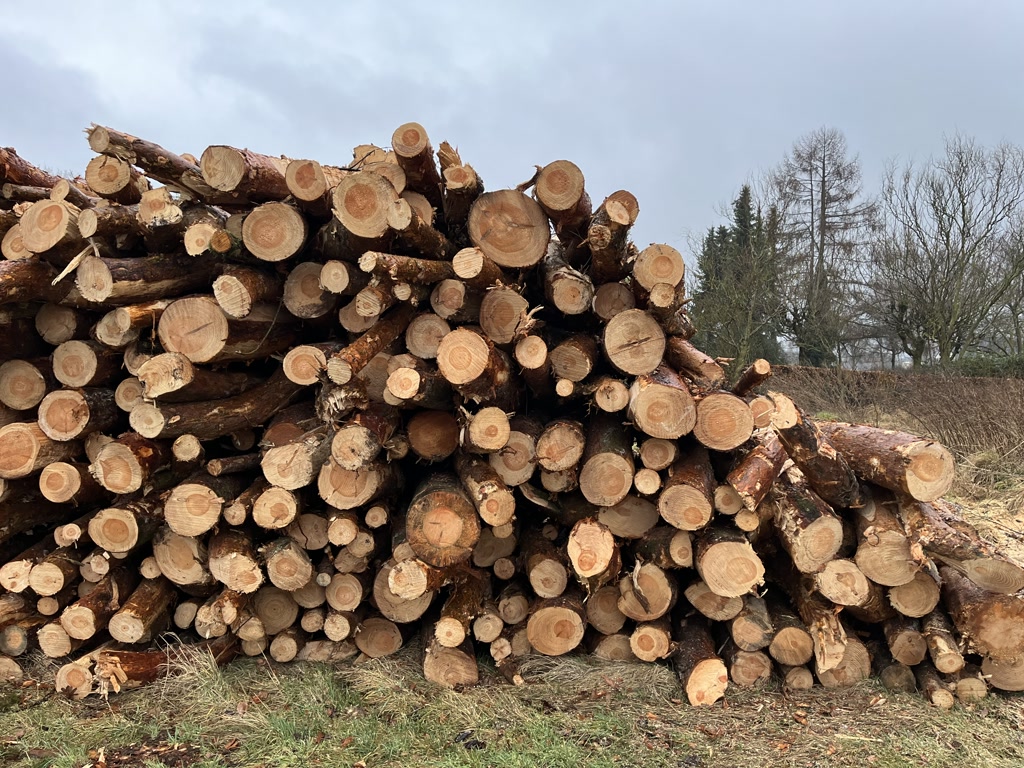 A large pile of freshly cut logs is neatly stacked. The logs are various lengths but are similarly sized in diameter, showing the concentric rings and cut texture on their ends. The pile is sitting on a grassy ground against a backdrop of leafless trees and some evergreens under an overcast sky.